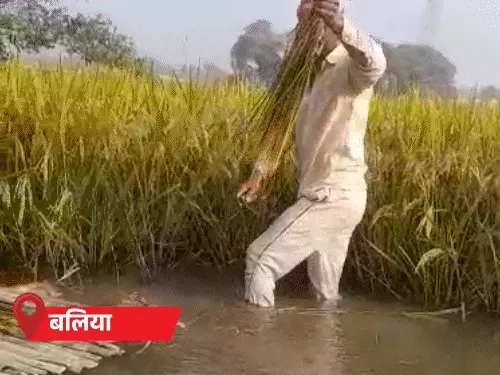 बारिश ने डुबोए खेत